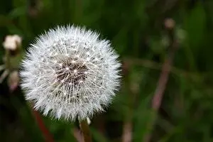 با این دمنوش سرطان را مهار کنید