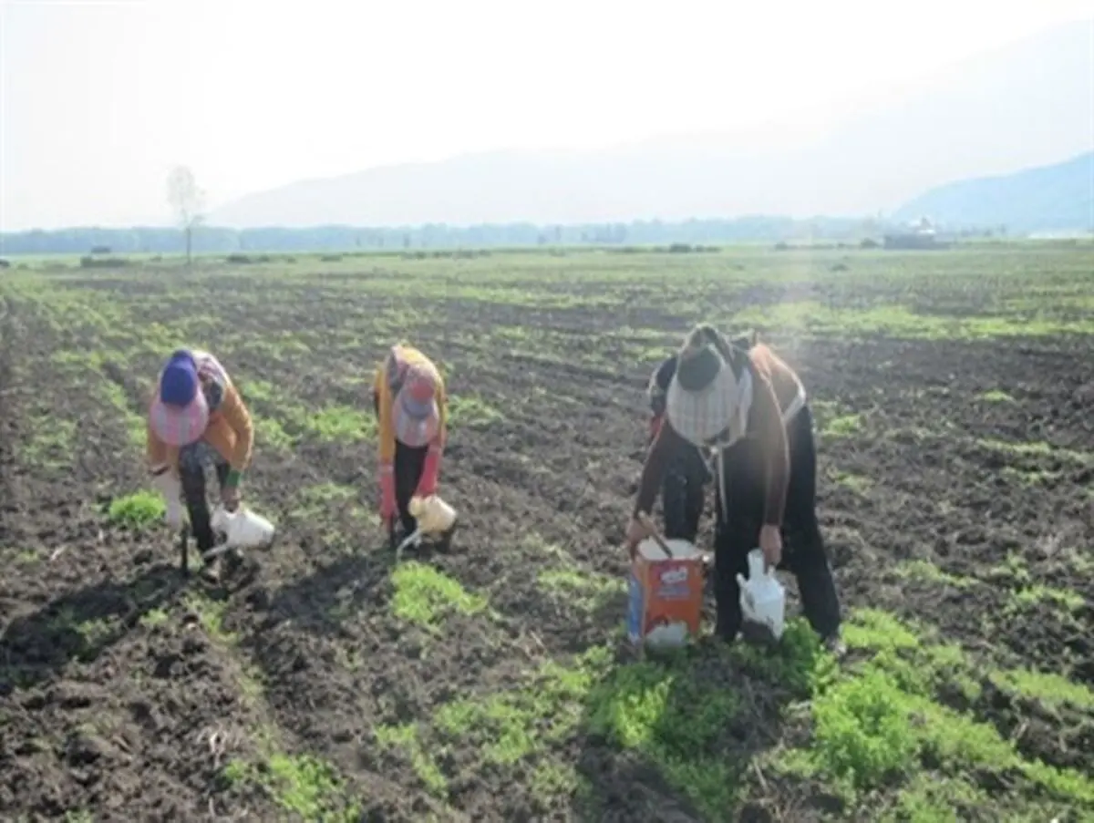 آغاز نشاء گوجه فرنگی در شهرستان رامیان