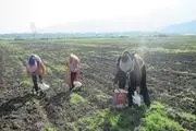 آغاز نشاء گوجه فرنگی در شهرستان رامیان