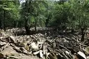 درختان شناسنامه دار «دروس» ناپدید شدند!