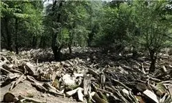 درختان شناسنامه دار «دروس» ناپدید شدند!