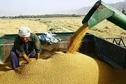 طلب گندم کاران بروجردی به 70 میلیارد تومان رسید