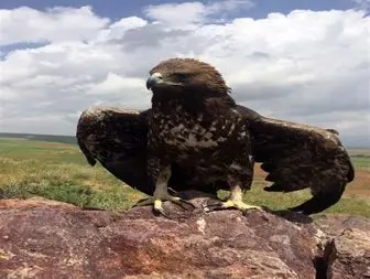 رها کردن یک بحله عقاب به دامان طبیعت در خرمدره