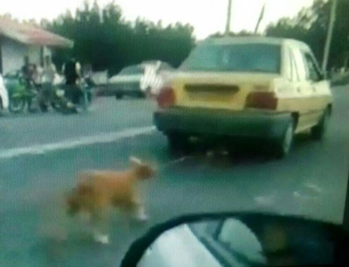 دوماه حبس در انتظار راننده تاکسی حیوان آزار