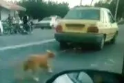 دوماه حبس در انتظار راننده تاکسی حیوان آزار
