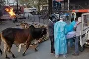 آمار افراد مبتلا به کرونا در هند 