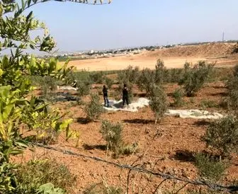 درختان زیتون سمبل مقاومت در غزه