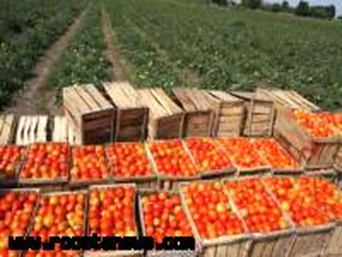 برداشت گوجهفرنگی از 14600 هکتار مزارع جنوب کرمان