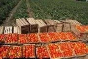 	برداشت گوجه‎فرنگی از 14600 هکتار مزارع جنوب کرمان
