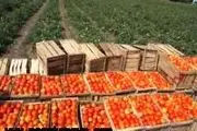 	برداشت گوجه‎فرنگی از 14600 هکتار مزارع جنوب کرمان