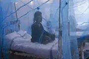 
کشته شدن 40 نفر بر اثر تب دنگی 