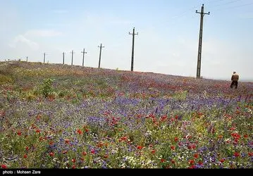 طبیعت