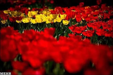 n00099744-r-b-002