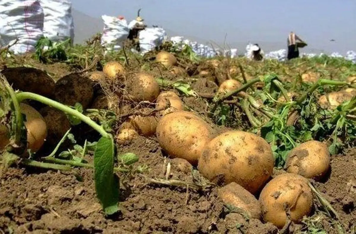 سیبزمینی کیلویی چند؟/ کمبود وجود ندارد