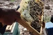 درآمد300 میلیونی از زنبورداری