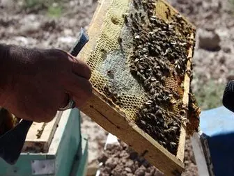 درآمد300 میلیونی از زنبورداری