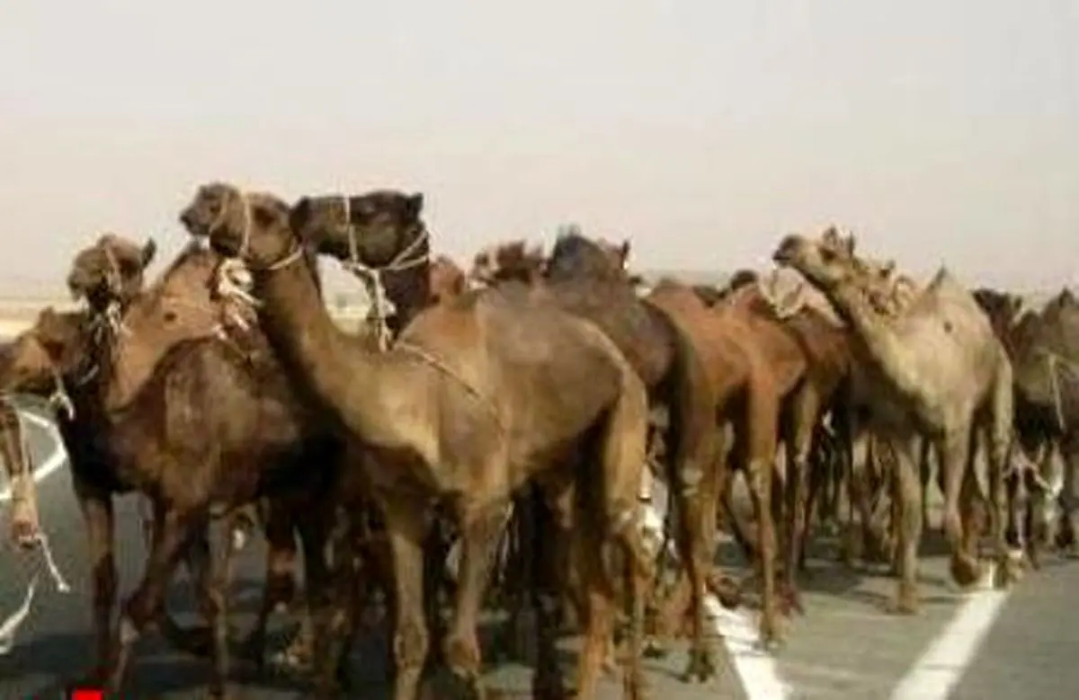 شناسایی و کشف 105 نفر شتر در خوسف