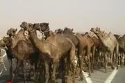 شناسایی و کشف 105 نفر شتر در خوسف