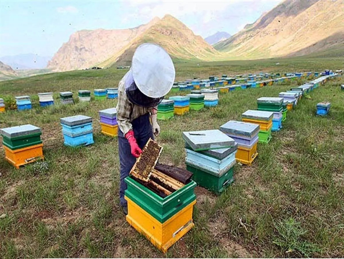 افزایش تعداد کندو های عسل کارآفرین زنجانی از 10 به 100