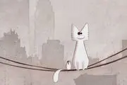 گربه سفید ایرانی در راه آمریکا و انگلیس