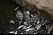 صید ماهی در دریای خزر/ عکس