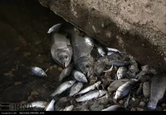 کشف بیش از 4 تن  ماهی فاقد مجوز حمل در آق قلا