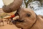  شیر خوردن یک بچه فیل+عکس