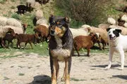 سگ گله جایی در حیات وحش ندارد