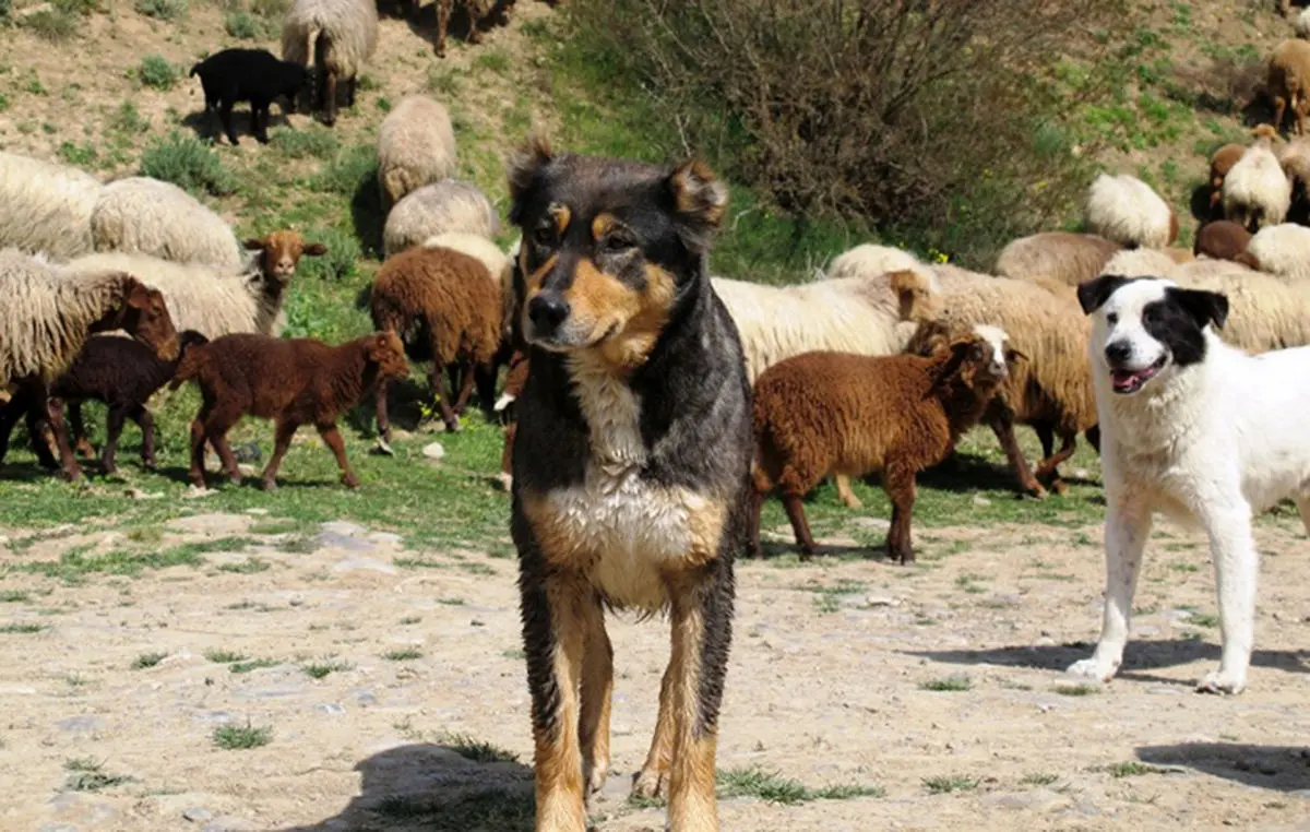 سگ گله جایی در حیات وحش ندارد