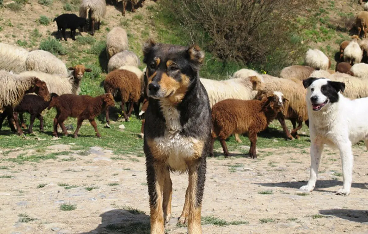 سگ گله جایی در حیات وحش ندارد