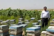زنبور دار نمونه کشوری با بیش از 4 هزار کندوی عسل در خدابنده