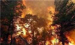 ادامه آتش‌سوزی در بزرگترین رویشگاه درختان گال در لرستان