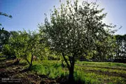 واگذاری زمین معوض به بنیاد مستضعفان در ازای باغ سیب کرج