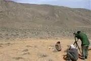 سرشماری حیوانات در ارتفاعات تهران آغاز شده است