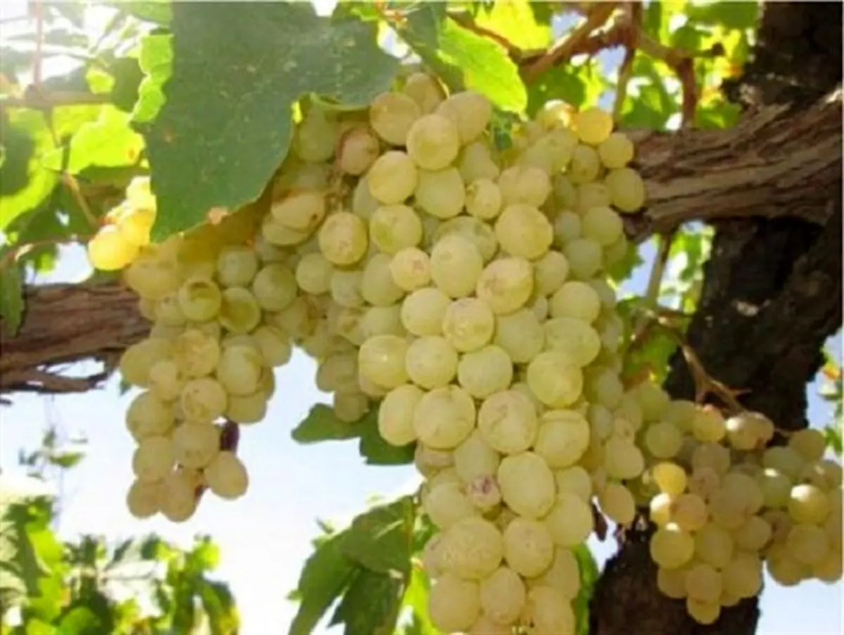 آغاز برداشت انگور از تاکستان های حاجی آباد