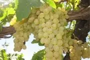 آغاز برداشت انگور از تاکستان های حاجی آباد