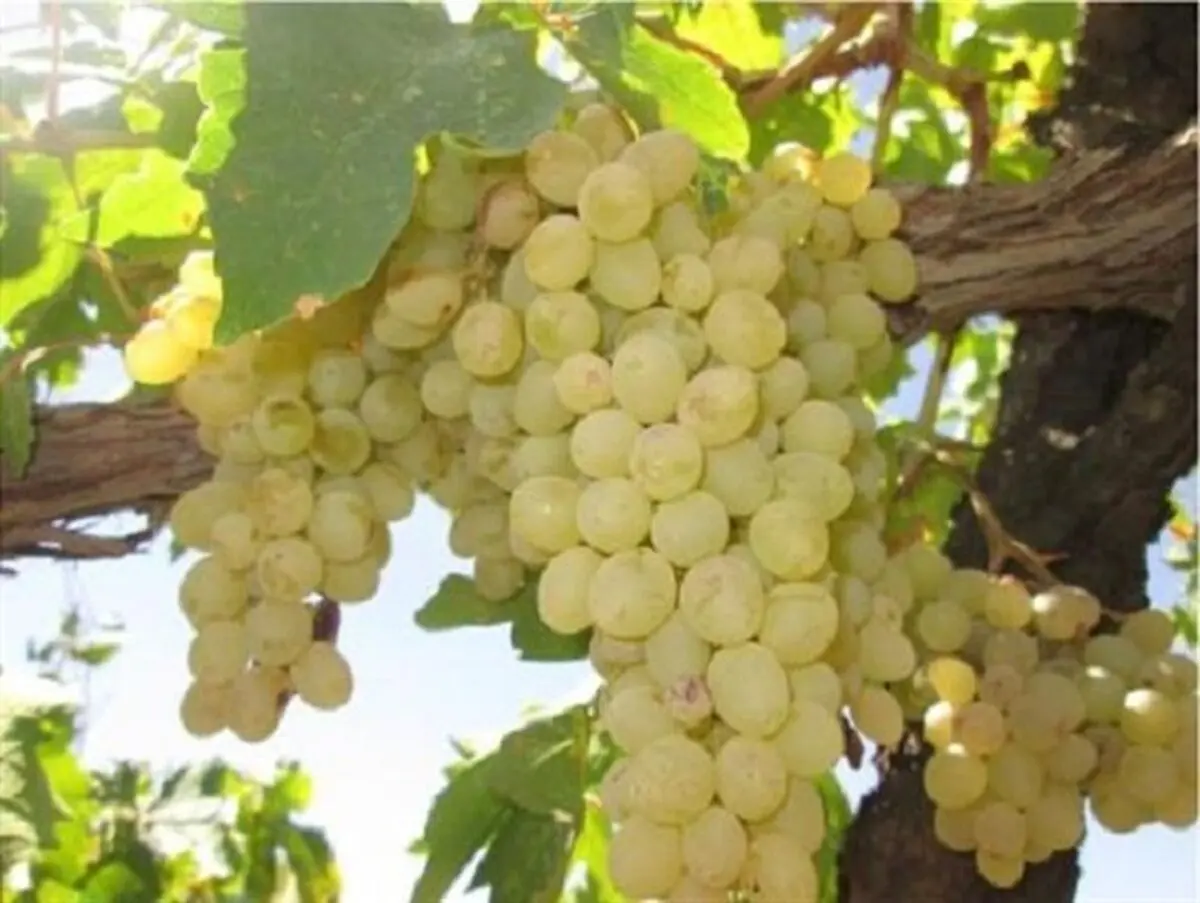 آغاز برداشت انگور از تاکستان های حاجی آباد