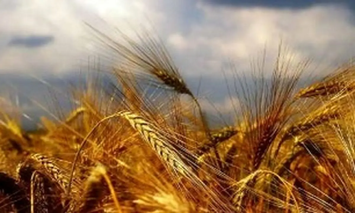 بازهم تأخیر در اعلام نرخ خرید تضمینی گندم