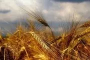 آخرین وضع خرید تضمینی گندم