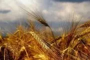 انتظاری 7 ماهه برای ثبات در  نرخ خرید تضمینی گندم