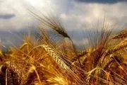 پیش‌بینی برداشت ۱۴ میلیون تن گندم در کشور