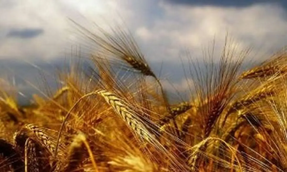 خرید تضمینی گندم از مرز ۹میلیون تن گذشت 