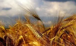 میزان تولید گندم سال 96 پیش بینی شد