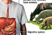 علائم تب مالت چیست؟