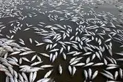 مرگ هزاران ماهی در فرات