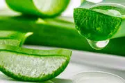 خواص گیاه دارویی آلوئه ورا