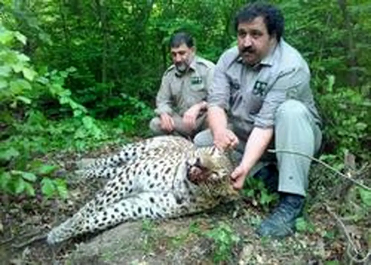 چرایی علت مرگ دو توله پلنگ در شهرستان چرام