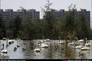 باغ لویزان مکانی امن برای پرندگان است