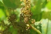 سایه سیاه سفیدک بر زندگی باغداران خراسان شمالی