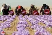 صادرات 90 ملیاردی زعفران